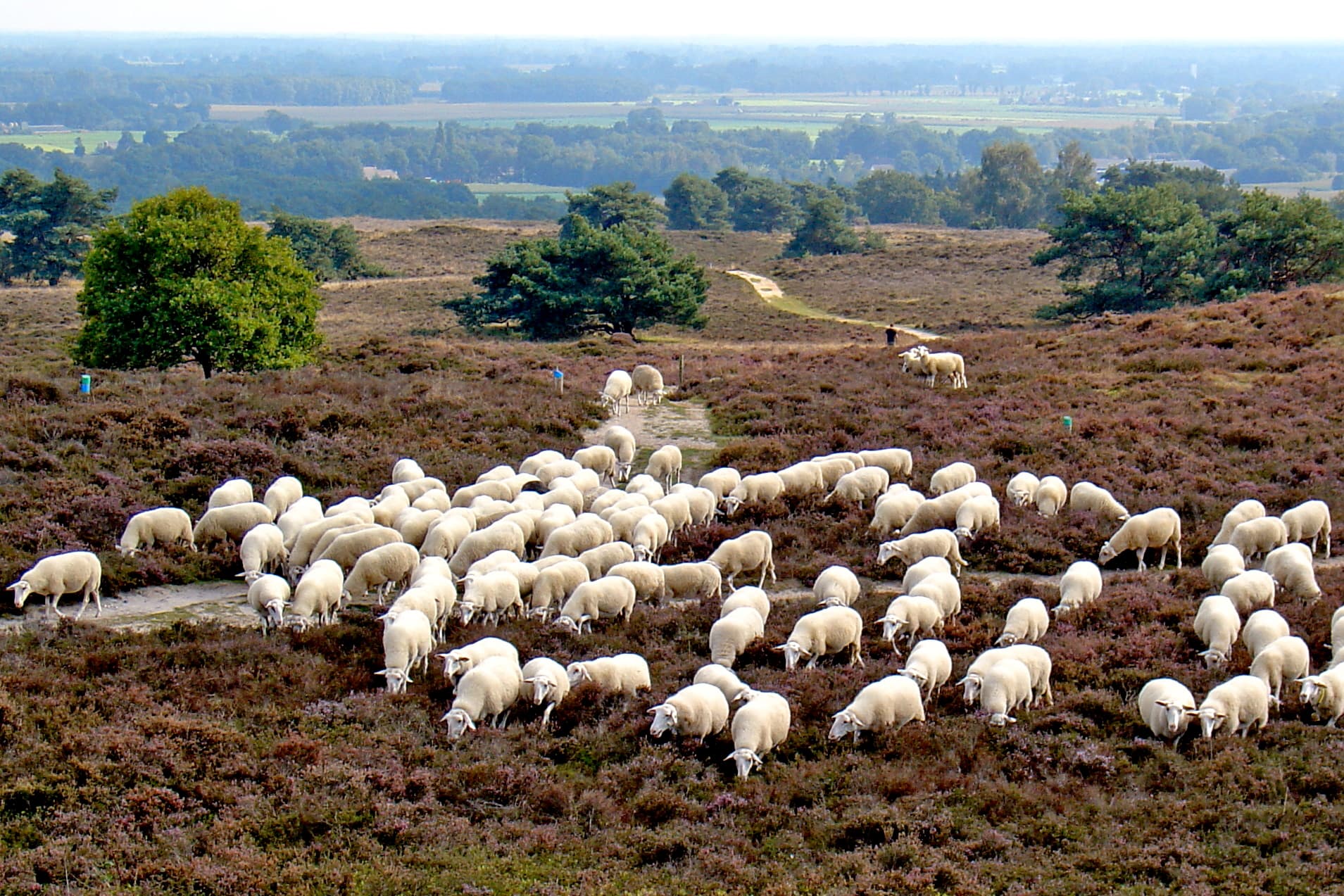 Paarse heide op de Archemerberg.