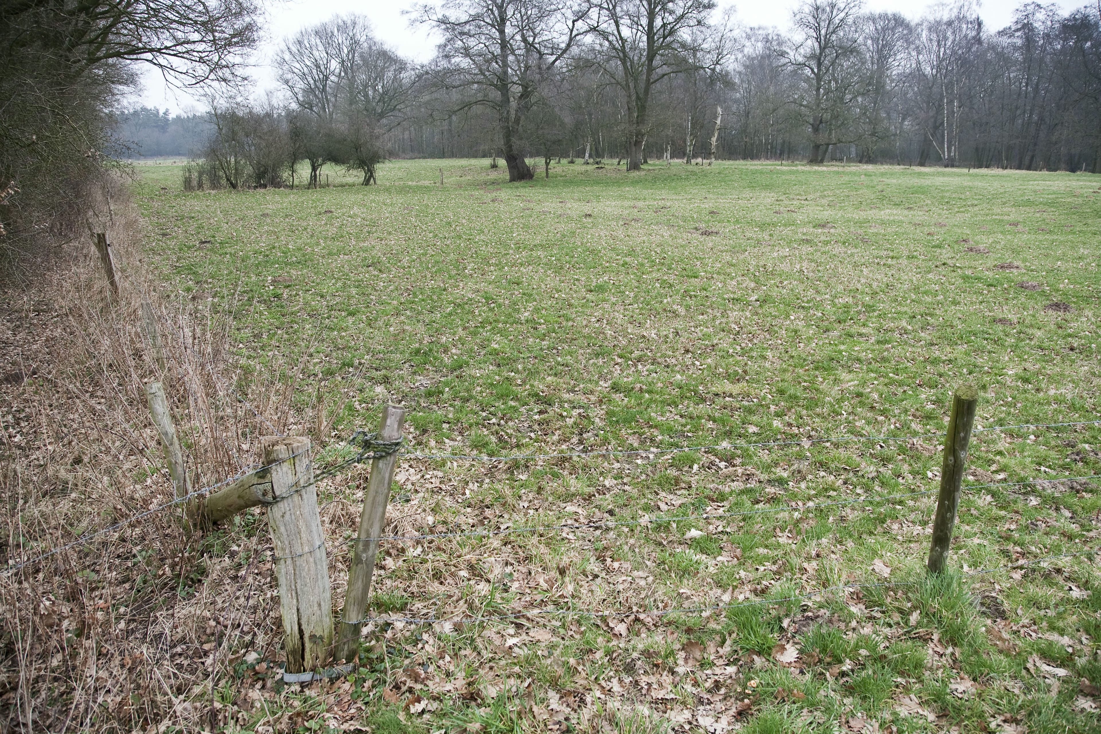 Een rustige landweg omringd door velden, typerend voor de omgeving van Witharen.